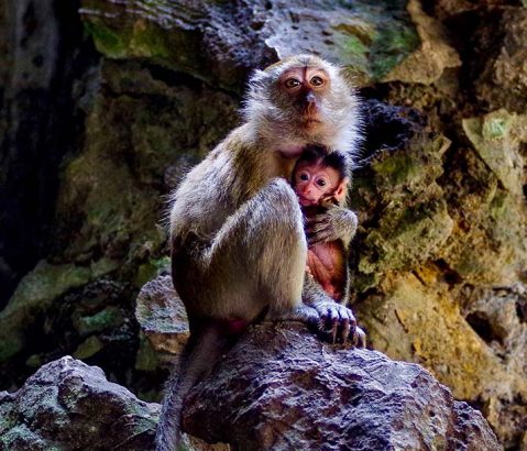 Batu Caves Monkeys