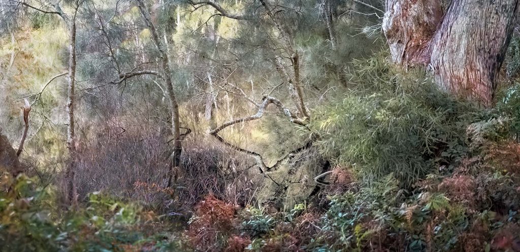 By Robynne Hayward. Booderee National Park, Jervis Bay, NSW.