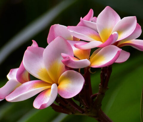 Frangipani