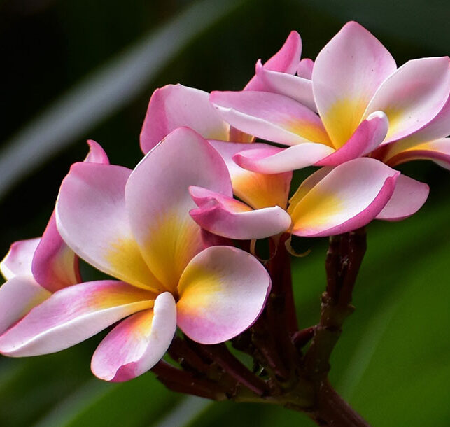 Frangipani