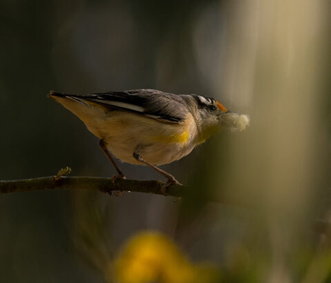 Resonant stories from a wild world