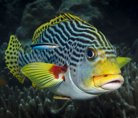 One thousand hours under the sea