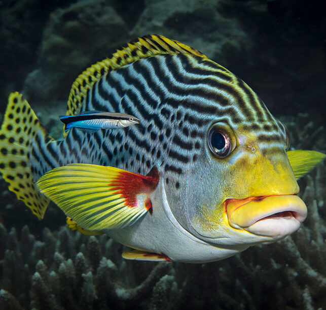 One thousand hours under the sea