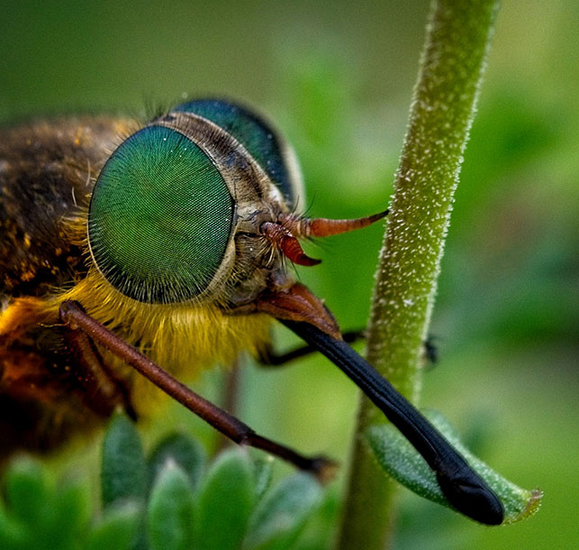 Mt Hotham March Fly