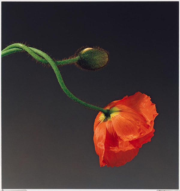A new exhibition titled, CODED BLOOMS, exploring relationships with flowers at the Museum of Australian Photography opens on 7 March and features the photographic works of five leading artists.