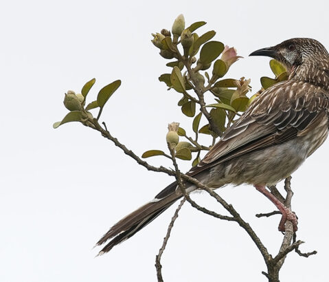 Wattlebird and bee