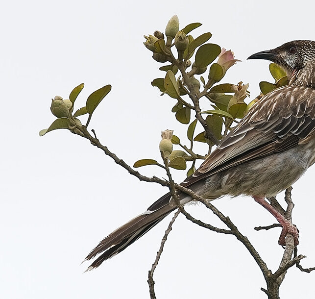 Wattlebird and bee