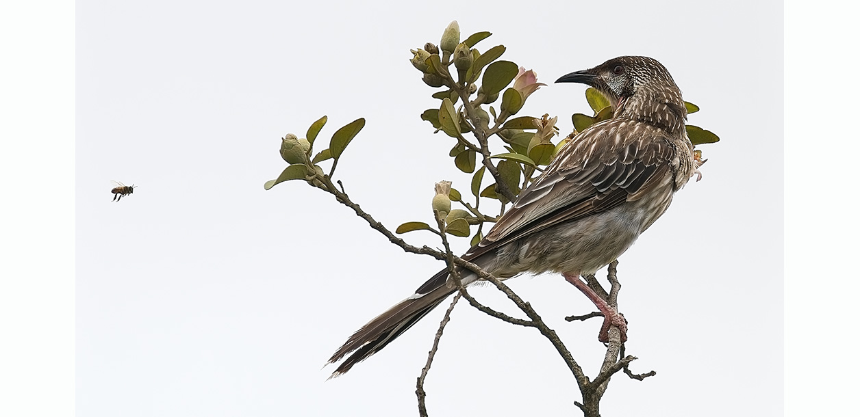 Wattlebird and bee