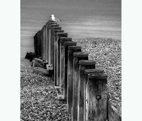 B&W photo shooting tips